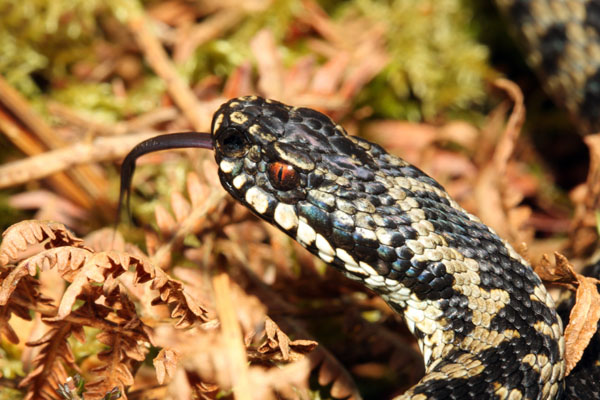 09-0995 Male Adder Vipera berus Sensing with Tongue Teesdale County Durham